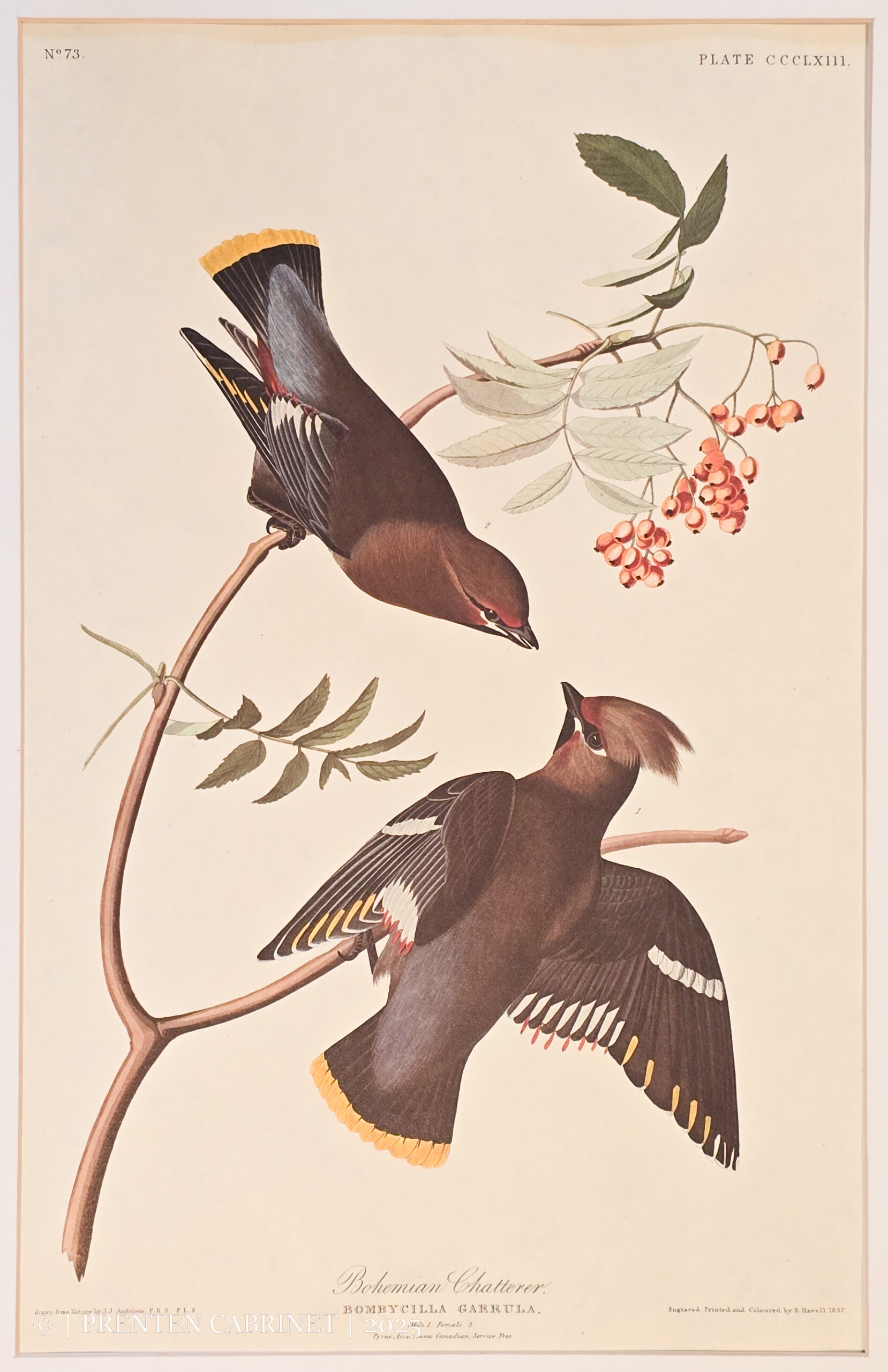 20250708_135811 Antieke ornithologische prent