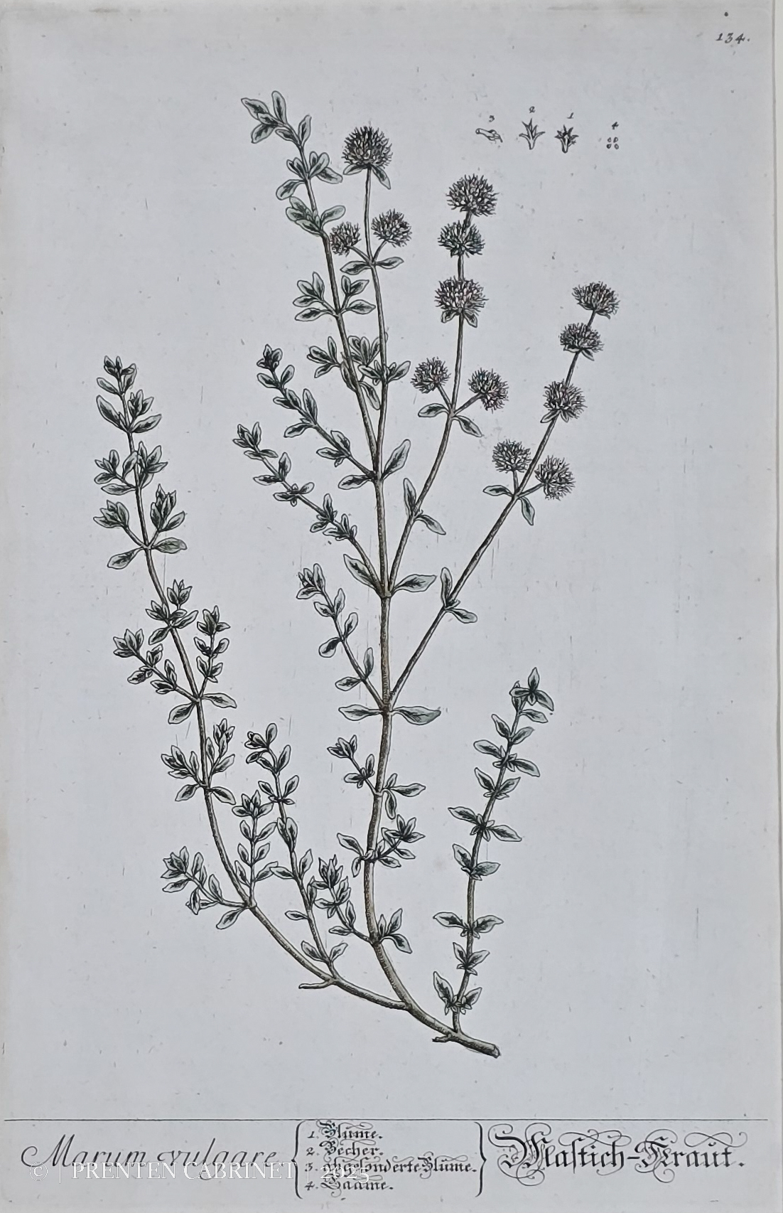 b11 Zeer oude botanische prent van Blackwell uit 1757